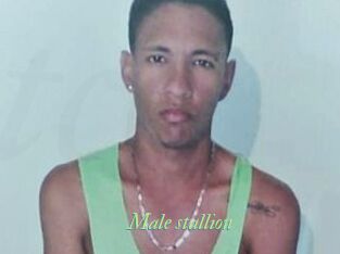 Male_stallion