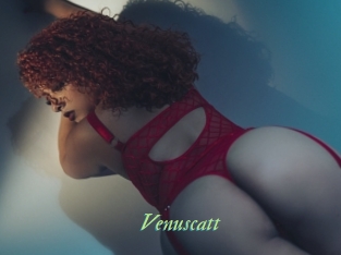 Venuscatt